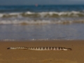 Beaked Sea Snake