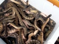 Beaked Sea Snake
