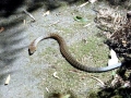 Beaked Sea Snake