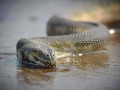Beaked Sea Snake