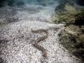Beaked Sea Snake