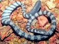 Beaked Sea Snake