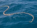 Beaked Sea Snake