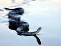 Beaked Sea Snake