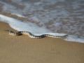 Beaked Sea Snake