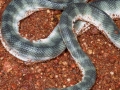 Beaked Sea Snake