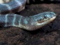 Beaked Sea Snake