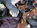 Beaked Sea Snake