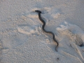 Beaked Sea Snake