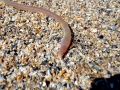 Beaked Sea Snake
