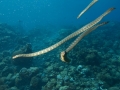 Beaked Sea Snake