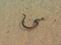 Beaked Sea Snake