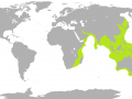 Beaked Sea Snake