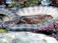 Beaked Sea Snake