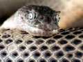Beaked Sea Snake