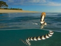 Beaked Sea Snake
