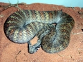 Beaked Sea Snake