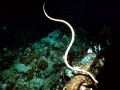 Beaked Sea Snake