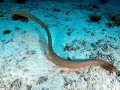 Beaked Sea Snake
