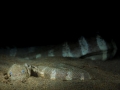 Beaked Sea Snake
