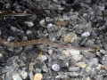 Beaked Sea Snake
