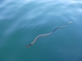 Beaked Sea Snake