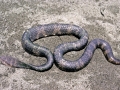 Beaked Sea Snake