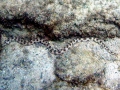 Beaked Sea Snake