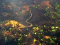 Beaked Sea Snake