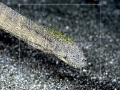 Beaked Sea Snake