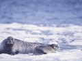 Bearded Seal