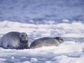 Bearded Seal