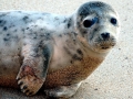 Bearded Seal