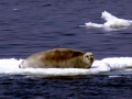 Bearded Seal