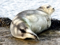 Bearded Seal