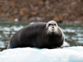 Bearded Seal