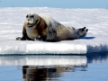 Bearded Seal