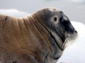 Bearded Seal