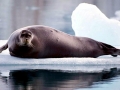 Bearded Seal
