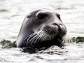 Bearded Seal