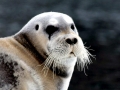 Bearded Seal