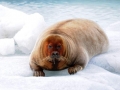 Bearded Seal
