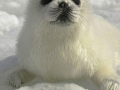 Bearded Seal