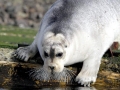 Bearded Seal