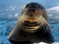 Bearded Seal