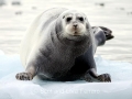 Bearded Seal