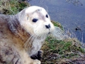 Bearded Seal