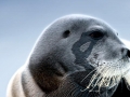 Bearded Seal