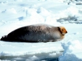 Bearded Seal