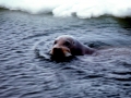 Bearded Seal